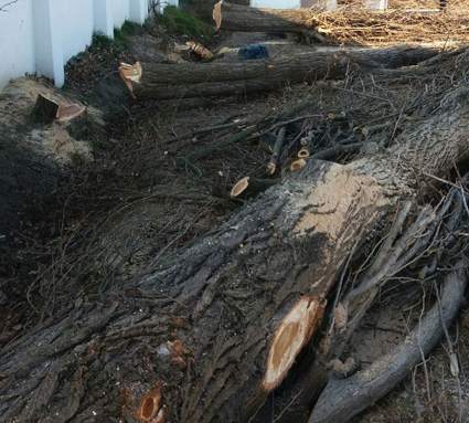 قطع درختان صنوبر یک مدرسه در قائم شهر